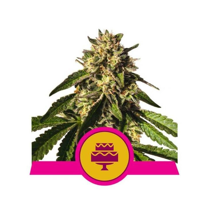 Semillas feminizadas Wedding Gelato Royal Queen