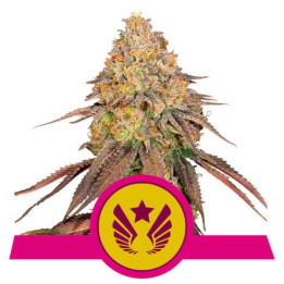 Semillas feminizadas Legendary OG Punch Royal Queen