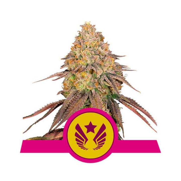 Semillas feminizadas Legendary OG Punch Royal Queen