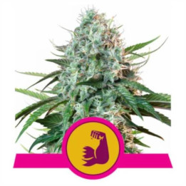 Semillas feminizadas HulkBerry Royal Queen