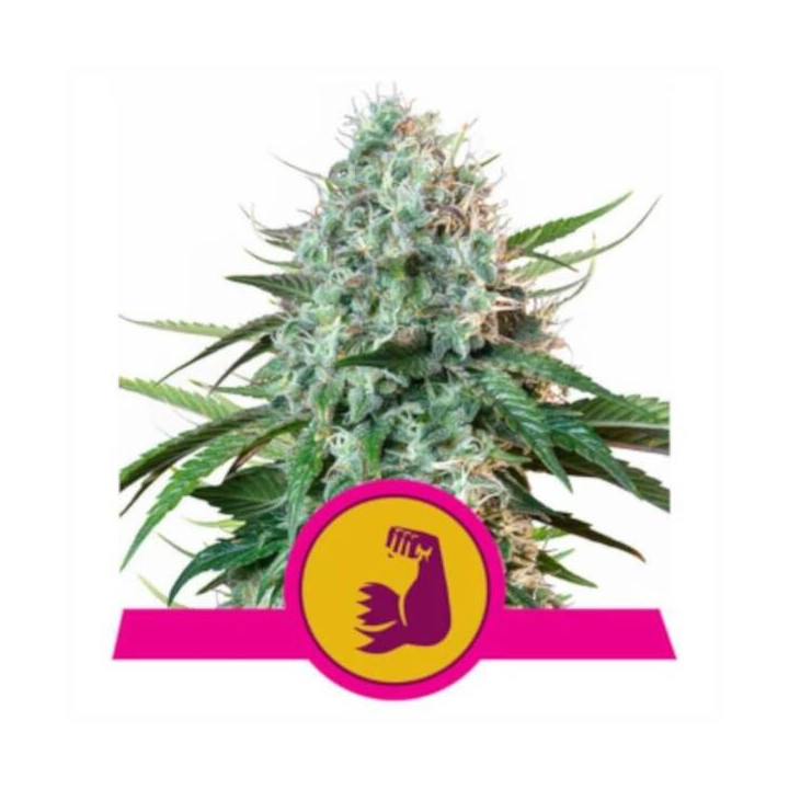 Semillas feminizadas HulkBerry Royal Queen