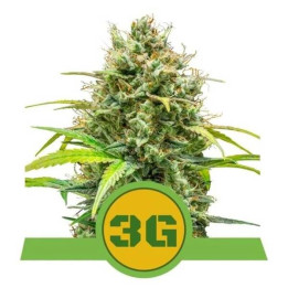 Semillas feminizadas Triple G Auto Royal Queen