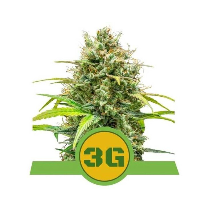 Semillas feminizadas Triple G Auto Royal Queen