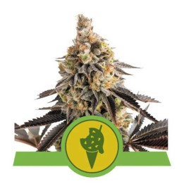 Semillas feminizadas Cookies Gelato Auto Royal Queen