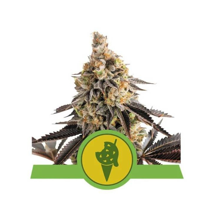 Semillas feminizadas Cookies Gelato Auto Royal Queen