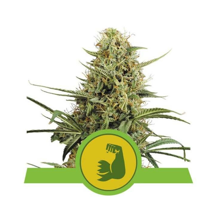 Semillas feminizadas HulkBerry Auto Royal Queen