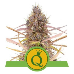 Semillas feminizadas Purple Queen Auto Royal Queen