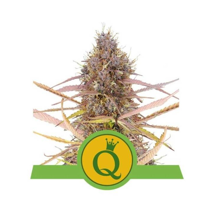 Semillas feminizadas Purple Queen Auto Royal Queen
