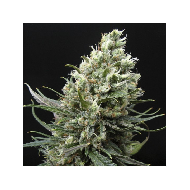 Ripper Haze (Ripper Seeds)