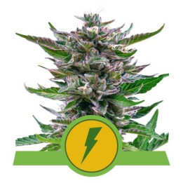 Semillas feminizadas North Thunderfuck Auto Royal Queen