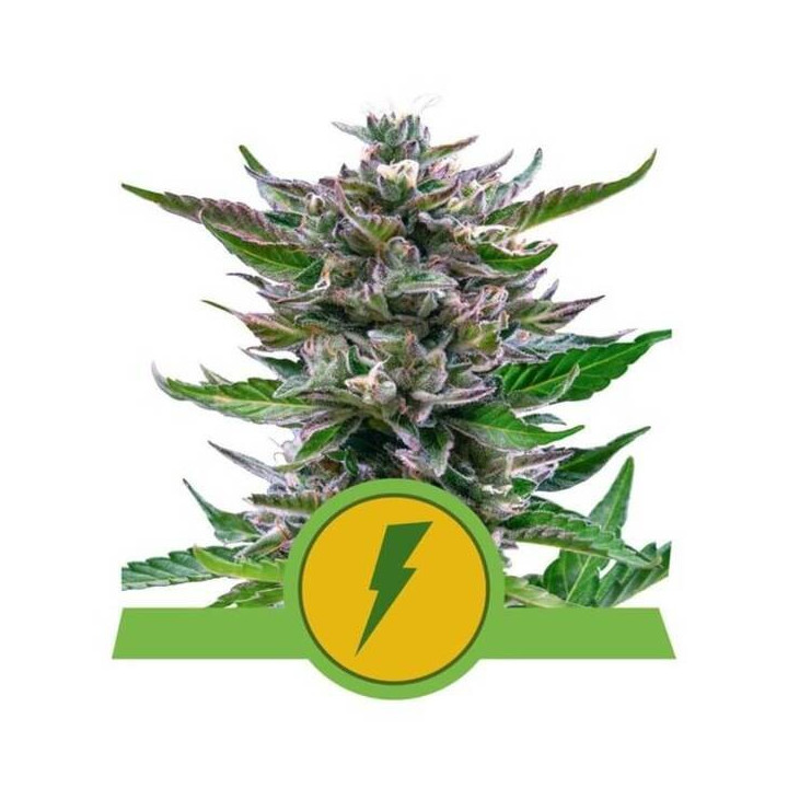 Semillas feminizadas North Thunderfuck Auto Royal Queen