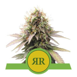 Semillas feminizadas Royal Runtz Auto Royal Queen
