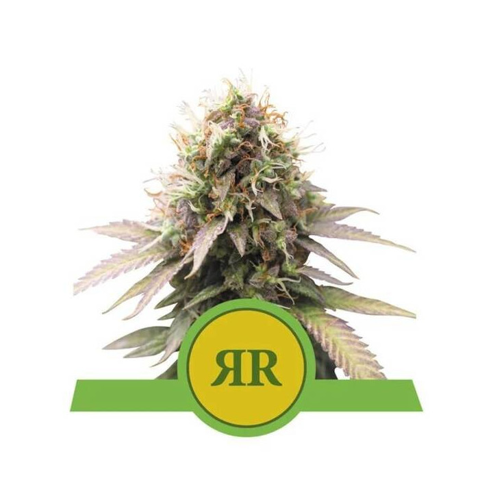 Semillas feminizadas Royal Runtz Auto Royal Queen