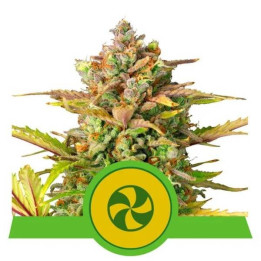 Semillas feminizadas Sweet ZZ Auto Royal Queen