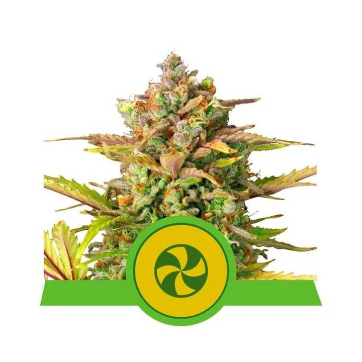 Semillas feminizadas Sweet ZZ Auto Royal Queen