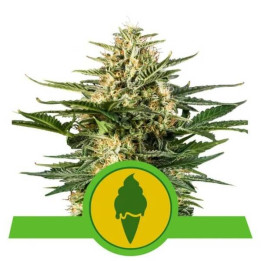 Semillas feminizadas Green Gelato Auto Royal Queen