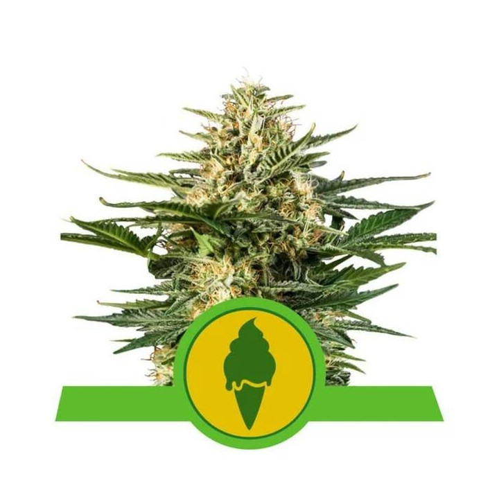 Semillas feminizadas Green Gelato Auto Royal Queen
