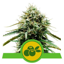 Semillas feminizadas Haze Berry Auto Royal Queen