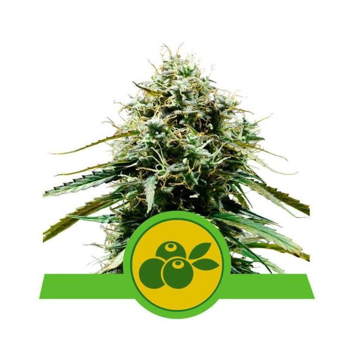 Semillas feminizadas Haze Berry Auto Royal Queen