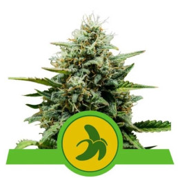 Semillas feminizadas Fat Banana Auto Royal Queen