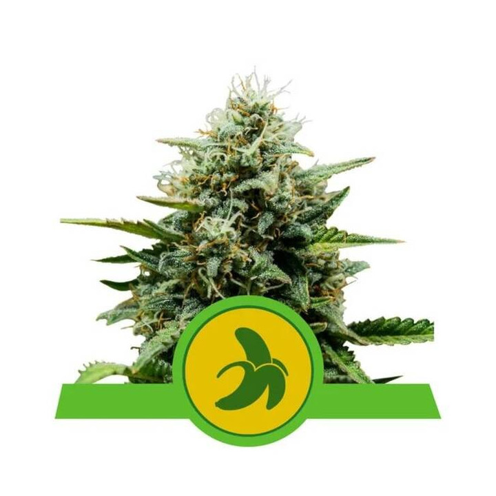 Semillas feminizadas Fat Banana Auto Royal Queen