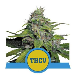 Semillas feminizadas Royal THCV Royal Queen