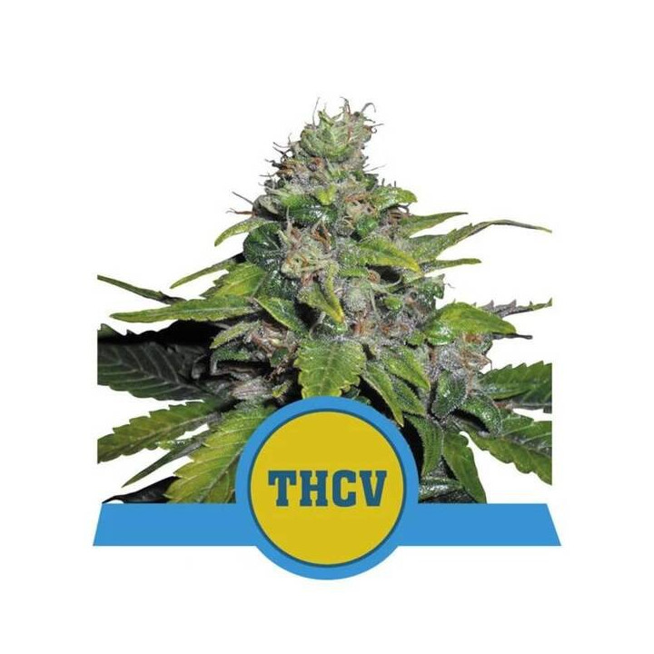 Semillas feminizadas Royal THCV Royal Queen
