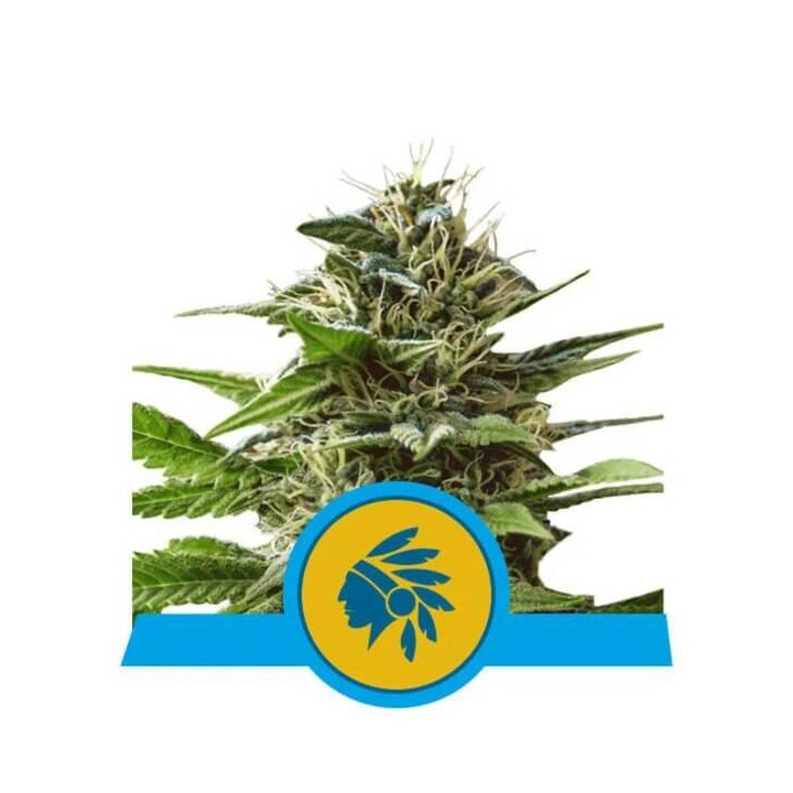 Semillas feminizadas Tatanka Pure CBD Royal Queen