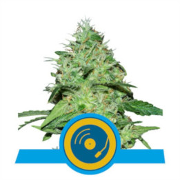 Semillas feminizadas Joanne's CBD Royal Queen