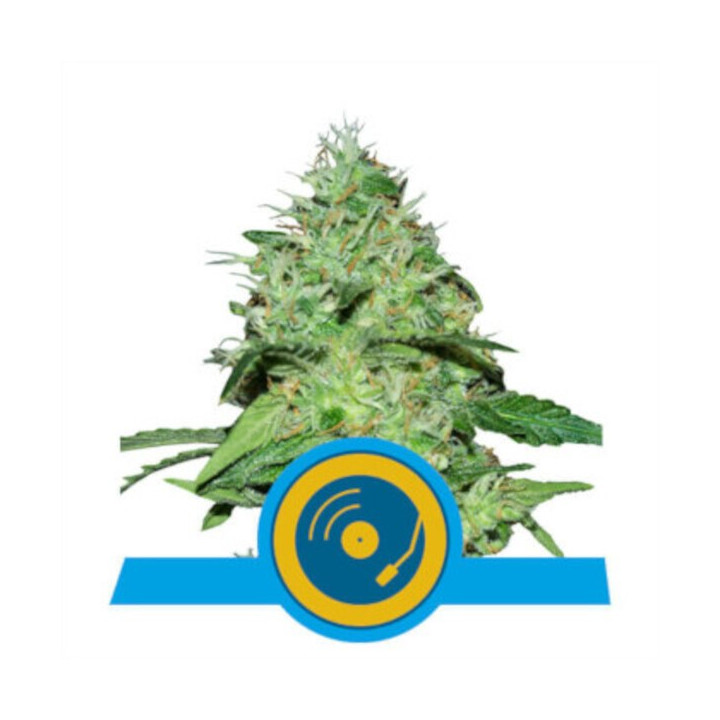 Semillas feminizadas Joanne's CBD Royal Queen