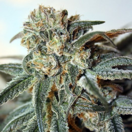 Zombie Kush (Ripper Seeds)