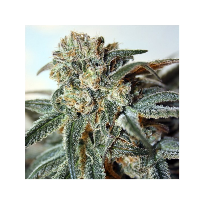 Zombie Kush (Ripper Seeds)