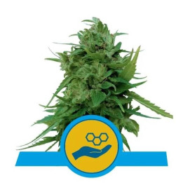 Semillas feminizadas Solomatic CBD Royal Queen
