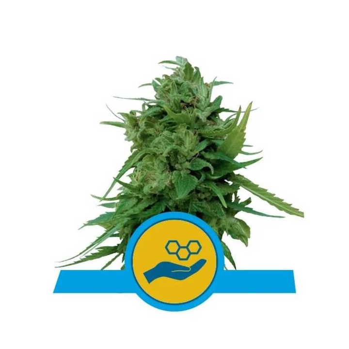 Semillas feminizadas Solomatic CBD Royal Queen