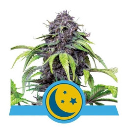 Semillas feminizadas Purplematic CBD Royal Queen