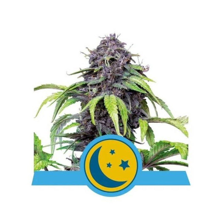 Semillas feminizadas Purplematic CBD Royal Queen