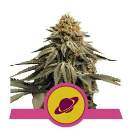 Semillas feminizadas Royal Skywalker Royal Queen