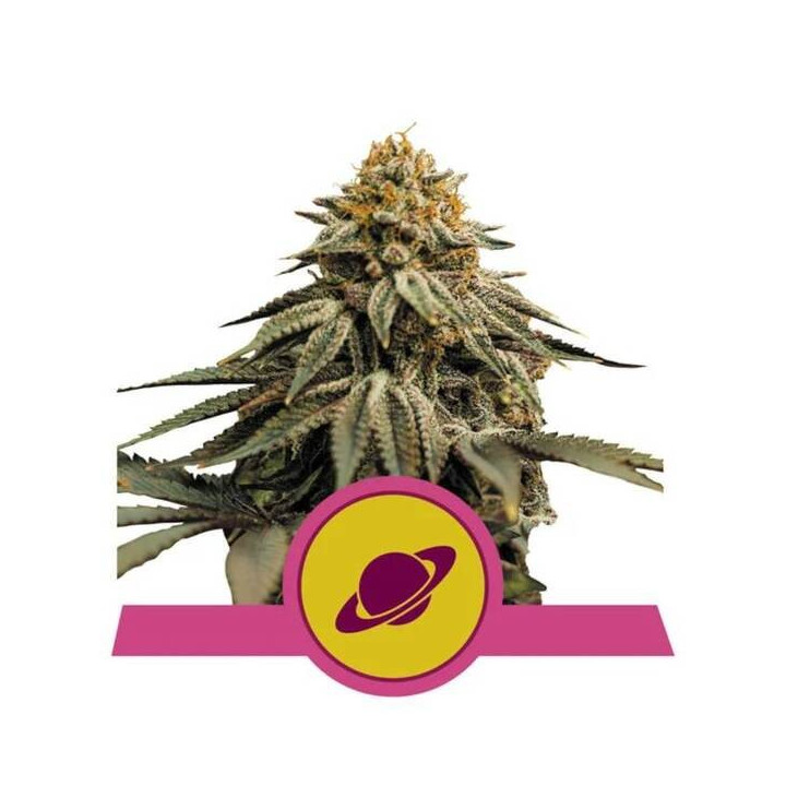 Semillas feminizadas Royal Skywalker Royal Queen