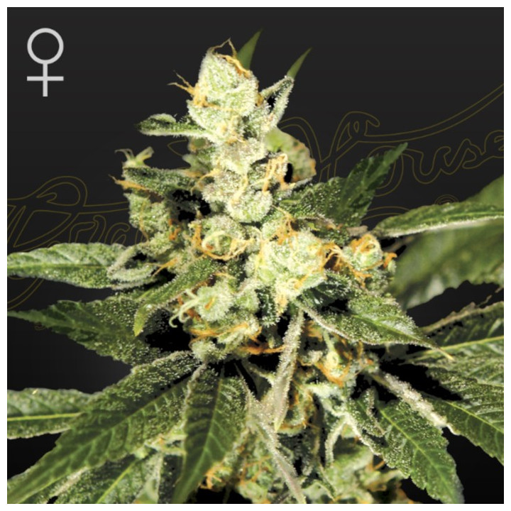 Semillas Feminizadas Train Wreck de Green House