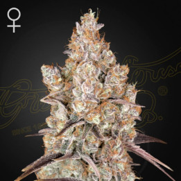 Semillas Feminizadas Holy Snow de Green House