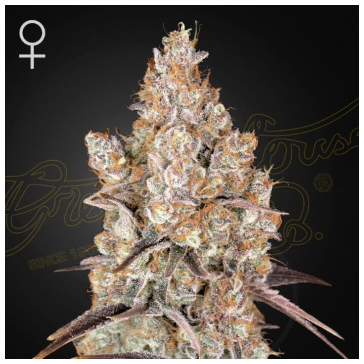 Semillas Feminizadas Holy Snow de Green House