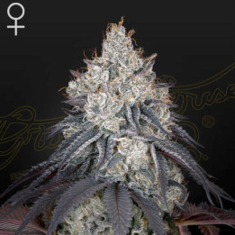Semillas Feminizadas Lemon Orange de Green House