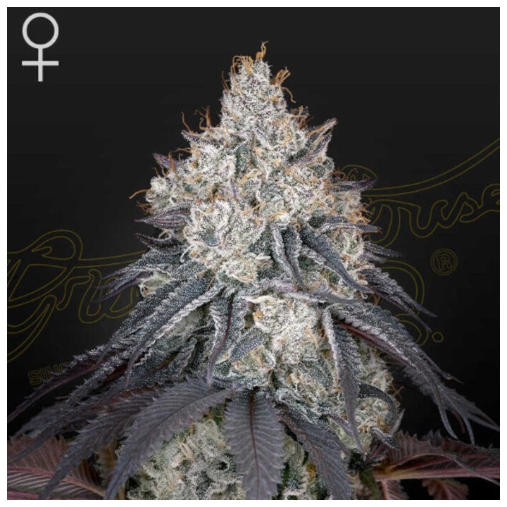 Semillas Feminizadas Lemon Orange de Green House