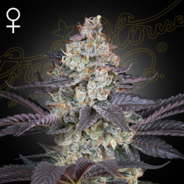 Semillas Feminizadas Ztrawberry de Green House