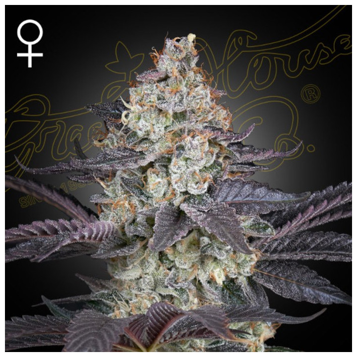 Semillas Feminizadas Ztrawberry de Green House