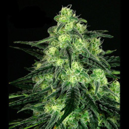 Black Valley (Ripper Seeds)