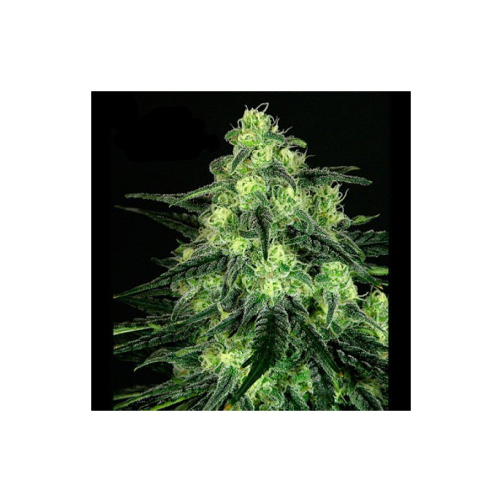 Black Valley (Ripper Seeds)