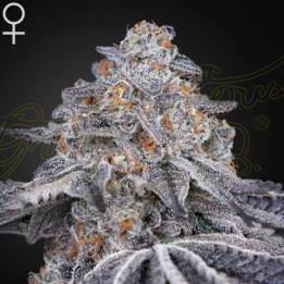 Semillas Feminizadas Velvet Moon de Green House