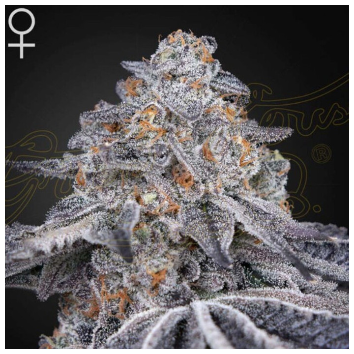 Semillas Feminizadas Velvet Moon de Green House