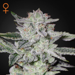 Semillas Feminizadas Sweet Valley Kush de Green House